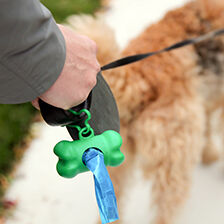 dog on leash with poop bags